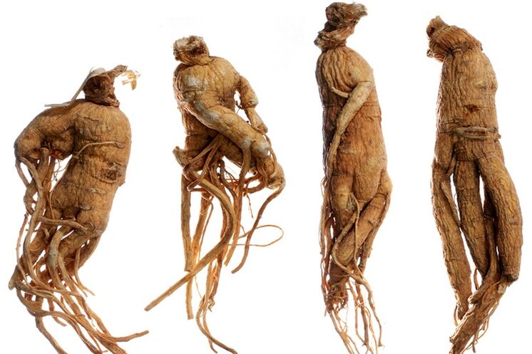Raíz de ginseng para agrandar el pene